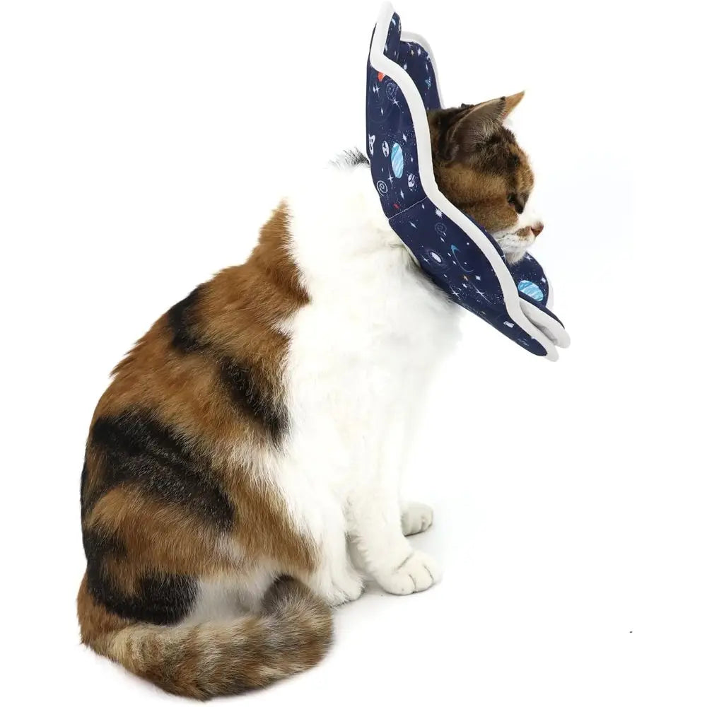 Elizabethan Cat Recovery Collar After Surgery Prevents Licking