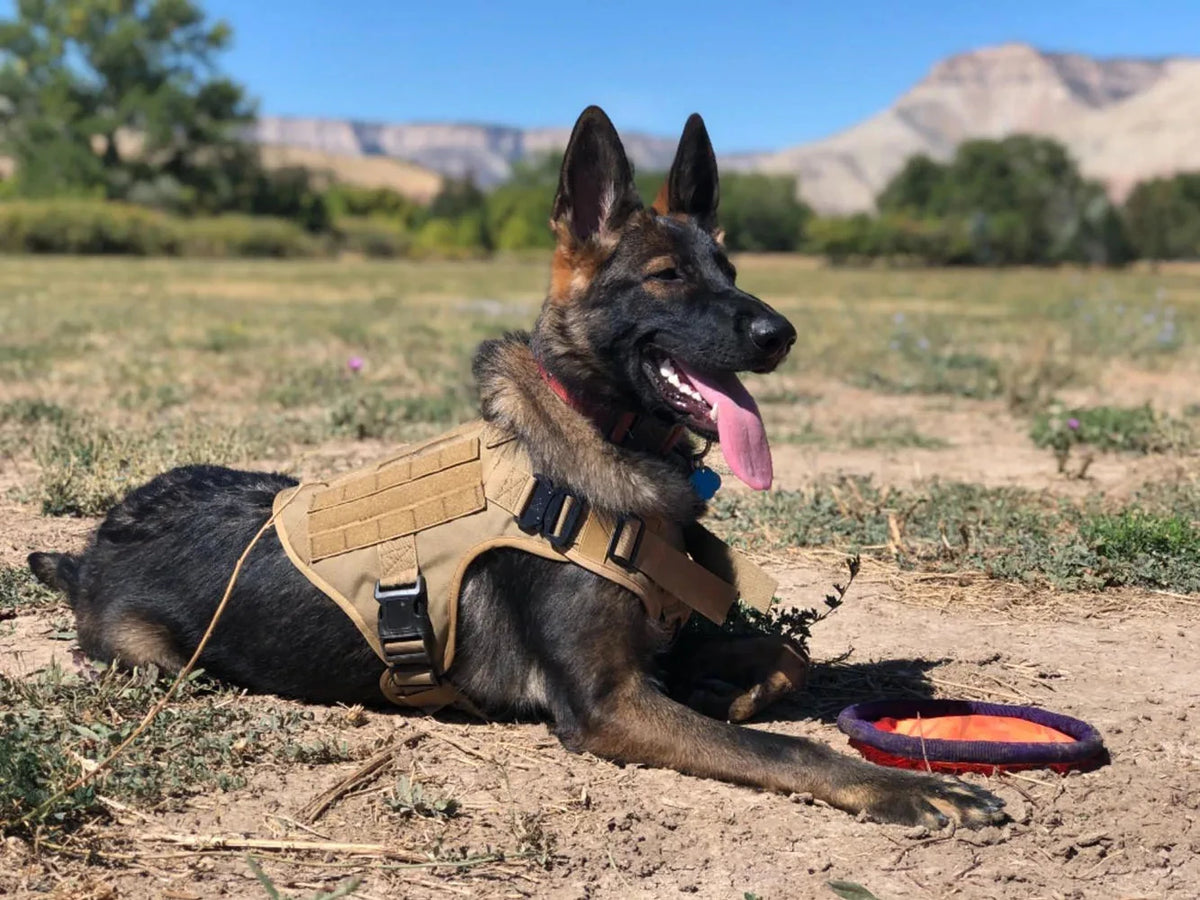 PETRAVEL Tactical Dog Harness And Collar Set For Walking Training